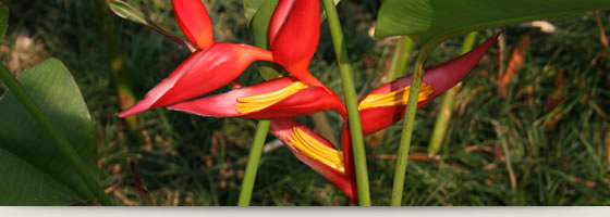 Ayurvedisches Kochen neu entdecken